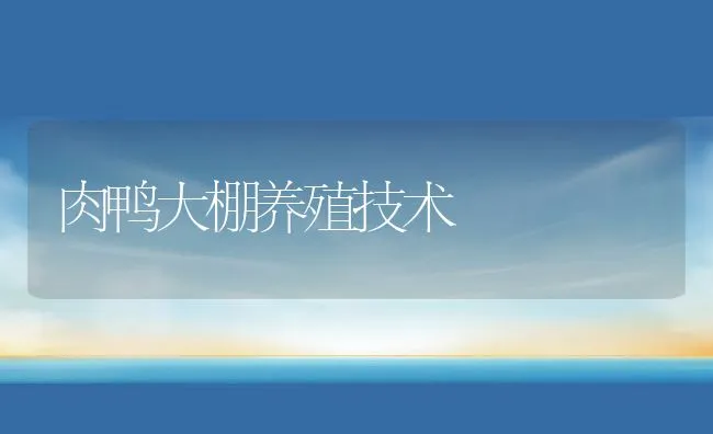 肉鸭大棚养殖技术 | 动物养殖饲料