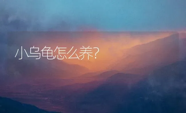 小乌龟怎么养？ | 动物养殖问答