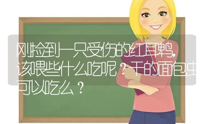 刚捡到一只受伤的红耳鹎，该喂些什么吃呢？干的面包虫可以吃么？ | 动物养殖问答