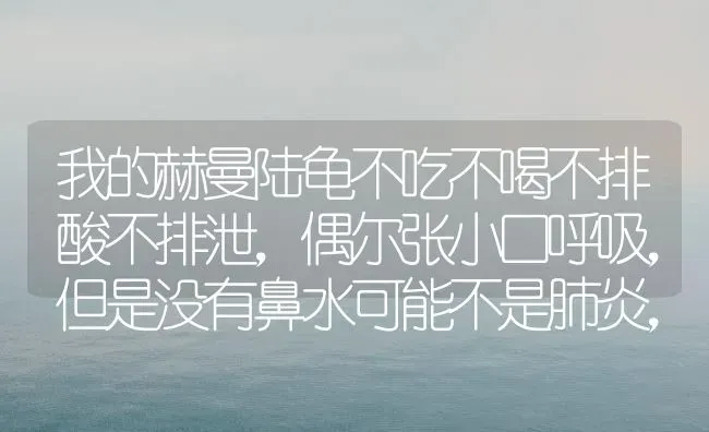 我的赫曼陆龟不吃不喝不排酸不排泄，偶尔张小口呼吸，但是没有鼻水可能不是肺炎，总是擦眼睛怎么办？ | 动物养殖问答