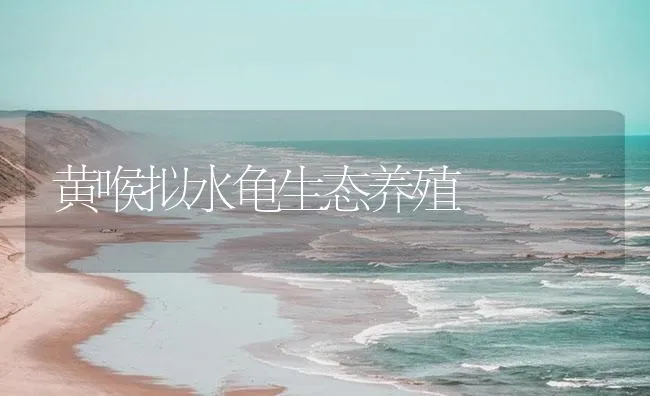 黄喉拟水龟生态养殖 | 海水养殖技术