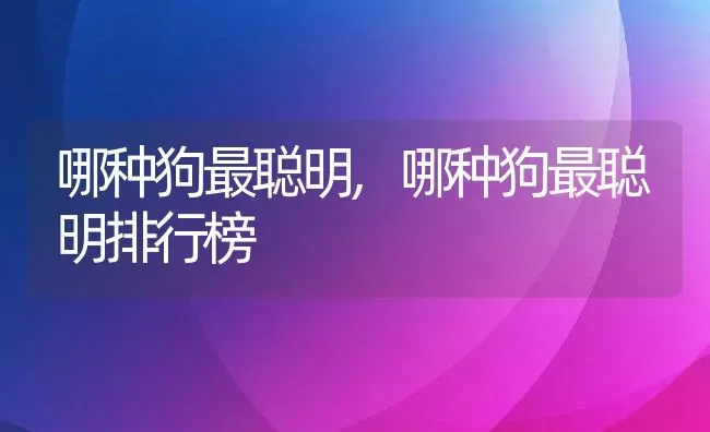 哪种狗最聪明,哪种狗最聪明排行榜 | 宠物百科知识