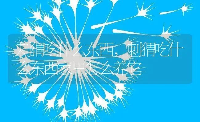 刺猬吃什么东西,刺猬吃什么东西家里怎么养它 | 宠物百科知识