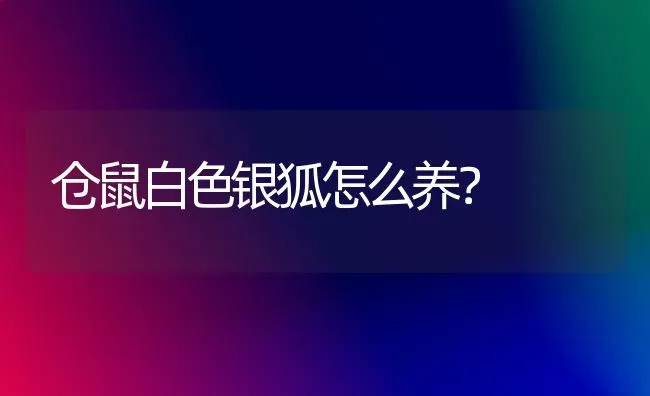 仓鼠白色银狐怎么养？ | 动物养殖问答