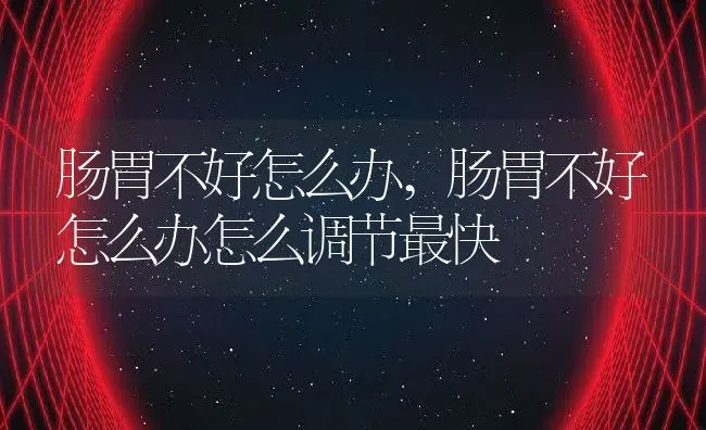 肠胃不好怎么办,肠胃不好怎么办怎么调节最快 | 宠物百科知识