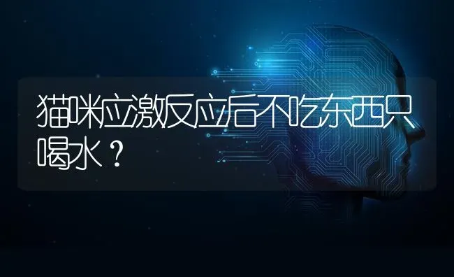 猫咪应激反应后不吃东西只喝水？ | 动物养殖问答