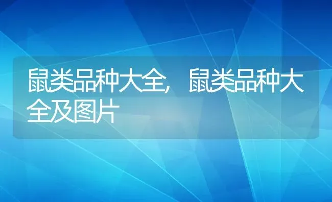 鼠类品种大全,鼠类品种大全及图片 | 宠物百科知识