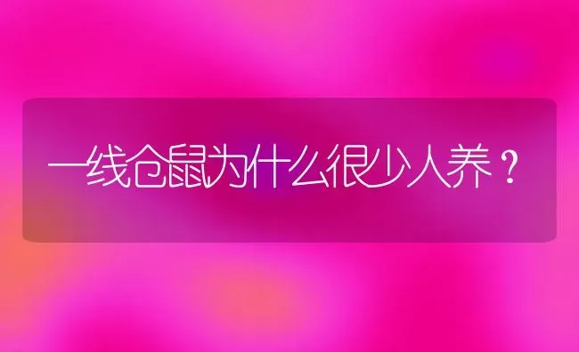 一线仓鼠为什么很少人养？ | 动物养殖问答