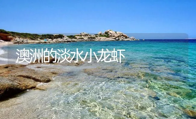 澳洲的淡水小龙虾 | 海水养殖技术