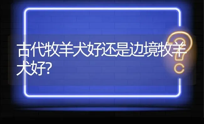 古代牧羊犬好还是边境牧羊犬好？ | 动物养殖问答