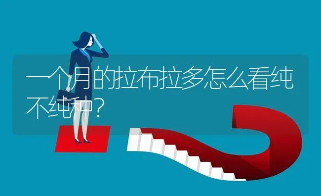 一个月的拉布拉多怎么看纯不纯种？ | 动物养殖问答