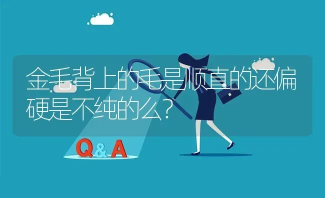 金毛背上的毛是顺直的还偏硬是不纯的么？ | 动物养殖问答