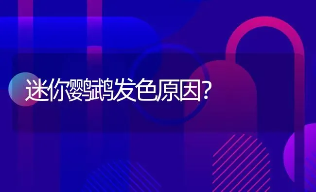 迷你鹦鹉发色原因？ | 鱼类宠物饲养