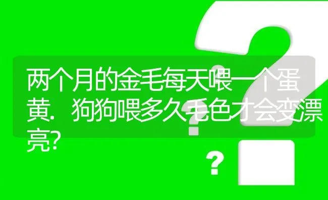 两个月的金毛每天喂一个蛋黄.狗狗喂多久毛色才会变漂亮？ | 动物养殖问答