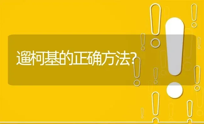 遛柯基的正确方法？ | 动物养殖问答