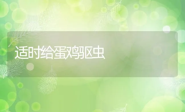 适时给蛋鸡驱虫 | 动物养殖学堂