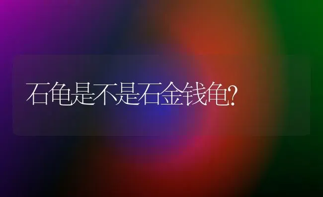 石龟是不是石金钱龟？ | 动物养殖问答