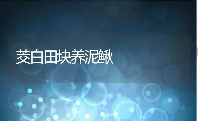 茭白田块养泥鳅 | 动物养殖学堂