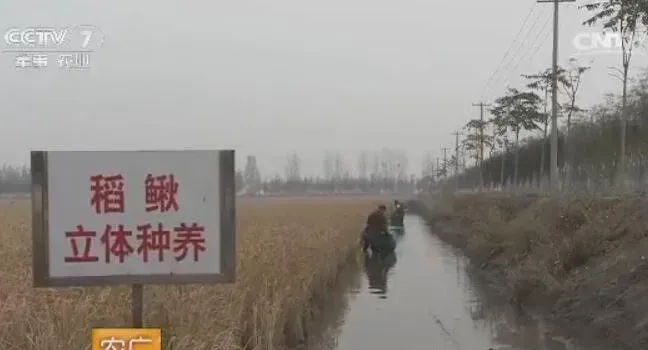 天津宝坻稻鳅混养技术