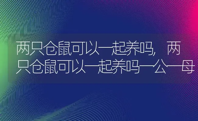 两只仓鼠可以一起养吗,两只仓鼠可以一起养吗一公一母 | 宠物百科知识