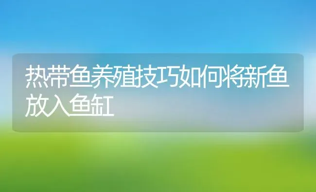 热带鱼养殖技巧如何将新鱼放入鱼缸 | 动物养殖教程