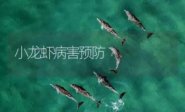 小龙虾病害预防 | 海水养殖技术