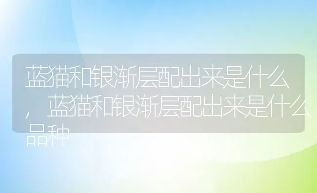 蓝猫和银渐层配出来是什么,蓝猫和银渐层配出来是什么品种 | 宠物百科知识