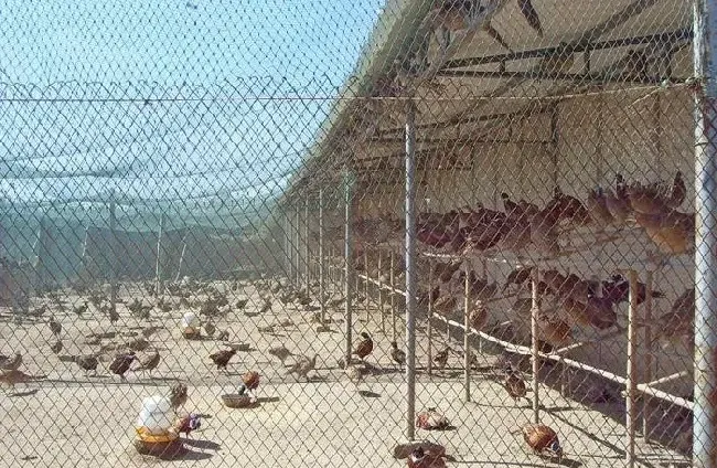 盛夏难熬 种山鸡避暑要重视