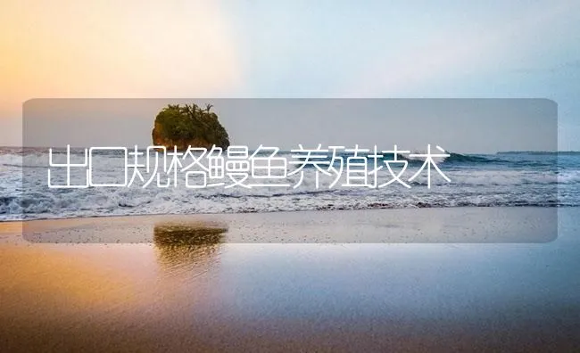 出口规格鳗鱼养殖技术 | 海水养殖技术