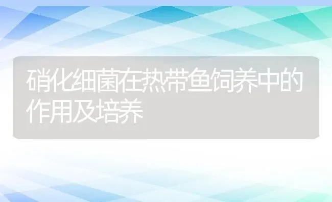 硝化细菌在热带鱼饲养中的作用及培养 | 动物养殖教程