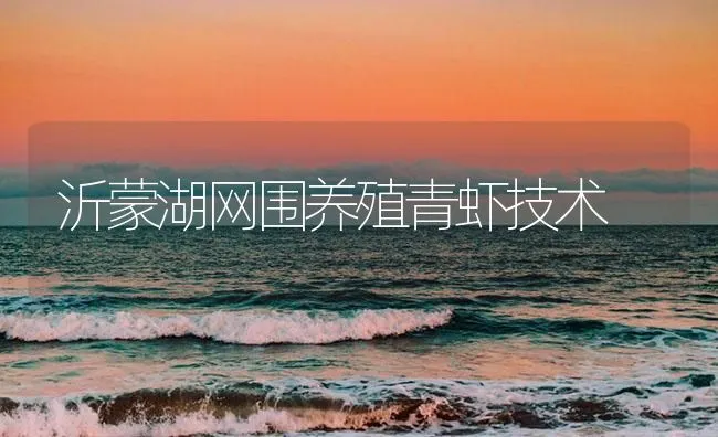 沂蒙湖网围养殖青虾技术 | 海水养殖技术