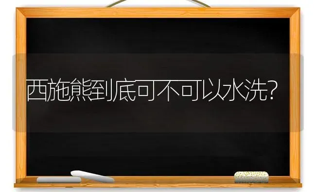 西施熊到底可不可以水洗？ | 动物养殖问答