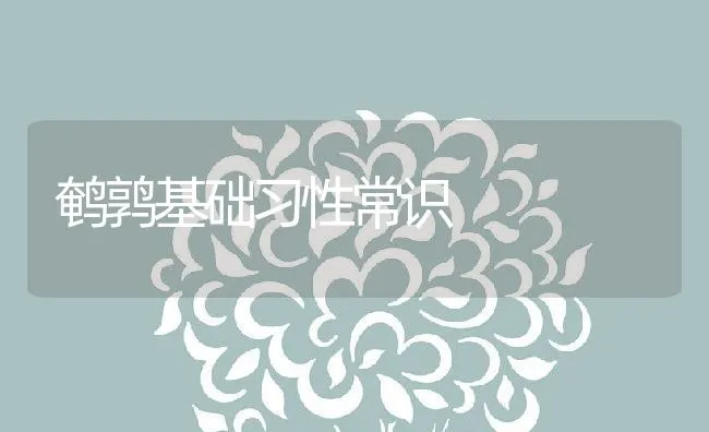 鹌鹑基础习性常识 | 动物养殖饲料