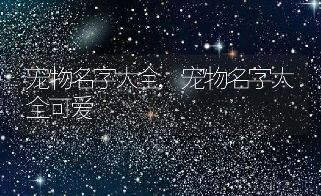 宠物名字大全,宠物名字大全可爱 | 宠物百科知识