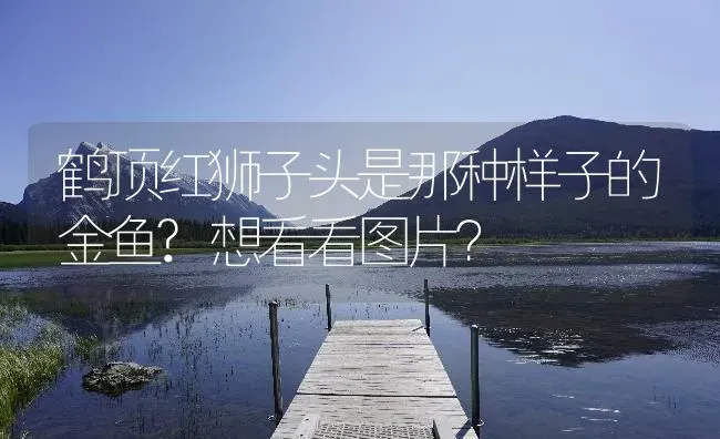 鹤顶红狮子头是那种样子的金鱼?想看看图片？ | 鱼类宠物饲养