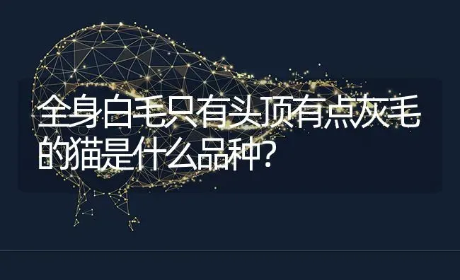 边牧陨石好还是黑白好？ | 动物养殖问答