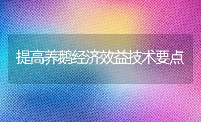 提高养鹅经济效益技术要点 | 动物养殖饲料