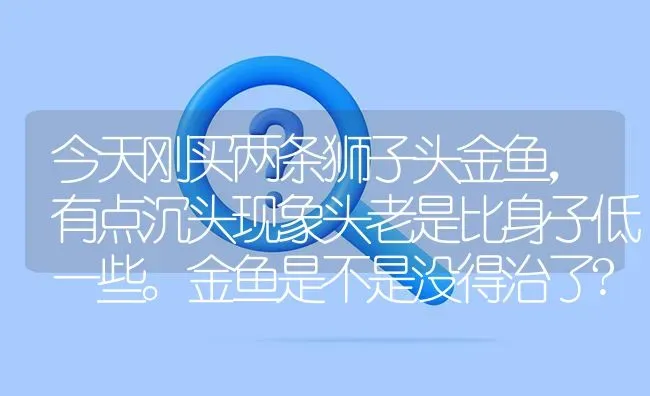 今天刚买两条狮子头金鱼，有点沉头现象头老是比身子低一些。金鱼是不是没得治了?看金鱼肚子很大是不是撑的？ | 鱼类宠物饲养