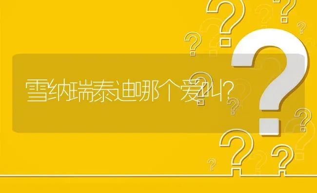 雪纳瑞泰迪哪个爱叫？ | 动物养殖问答