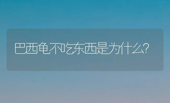 巴西龟不吃东西是为什么？ | 动物养殖问答