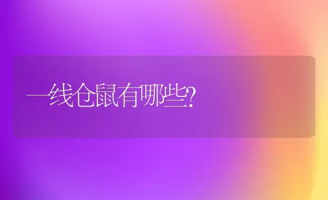 一线仓鼠有哪些？ | 动物养殖问答