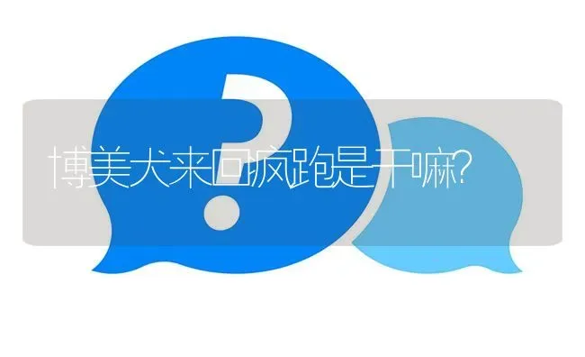 博美犬来回疯跑是干嘛？ | 动物养殖问答