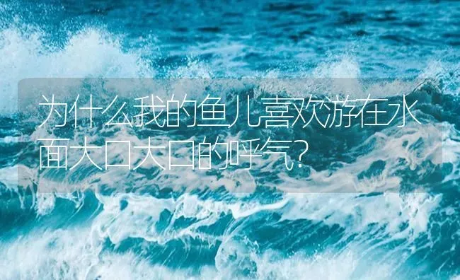 为什么我的鱼儿喜欢游在水面大口大口的呼气？ | 鱼类宠物饲养