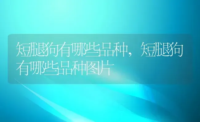 短腿狗有哪些品种,短腿狗有哪些品种图片 | 宠物百科知识