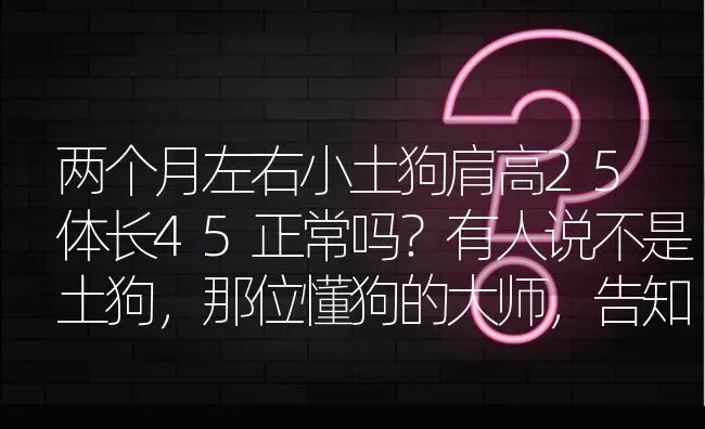 两个月左右小土狗肩高25体长45正常吗？有人说不是土狗，那位懂狗的大师，告知一下？ | 动物养殖问答