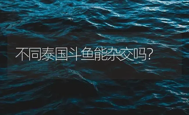 不同泰国斗鱼能杂交吗？ | 鱼类宠物饲养