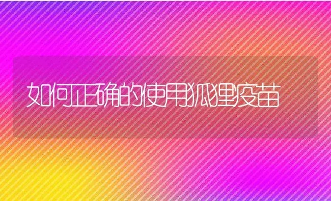 如何正确的使用狐狸疫苗 | 动物养殖百科