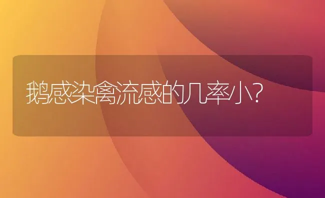 鹅感染禽流感的几率小？ | 动物养殖学堂