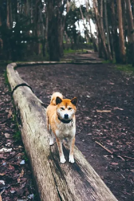 日本土狗是柴犬还是秋田,日本的秋田犬，柴犬和中国的土狗有什么区别？