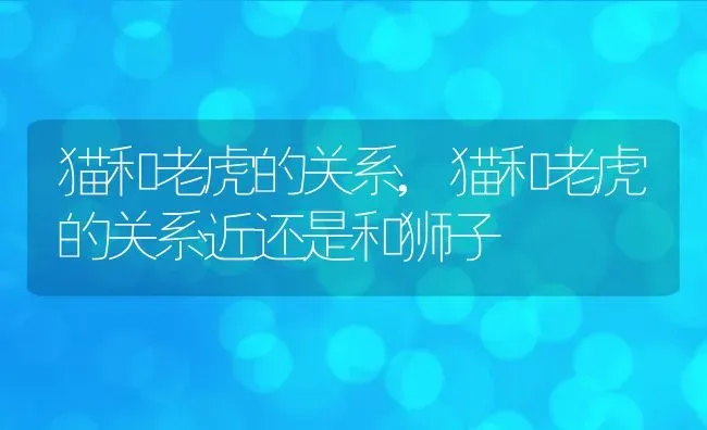 猫和老虎的关系,猫和老虎的关系近还是和狮子 | 宠物百科知识